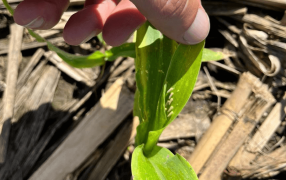 Chicharrita del maíz: Aprueban los primeros insecticidas que podrían frenar la plaga
