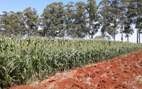 Los sorgos y su utilización en la producción ganadera