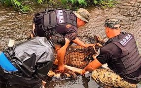 Policías Ambientales de Misiones rescataron un ciervo atrapado en un desagüe, un armadillo, una víbora en Posadas y un zorro en Concepción de la Sierra