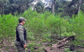 Plantación de marihuana en el monte: Gendarmería Nacional detectó el cultivo de más de doscientas plantas de marihuana en una zona montuosa de la localidad misionera de General Alvear