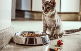 Cultura Pet Friendly: Licencia laboral por adoptar una mascota, una empresa hizo punta en Argentina y según una encuesta de Kantar, 8 de cada 10 argentinos tiene al menos una mascota en su hogar