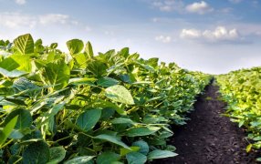 El mercado y la industria de la soja en un contexto de desafíos globales