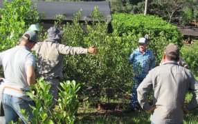 Cómo mejorar el suelo y la cosecha de yerba mate, en el Paraje La Semillera
