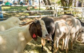 Crece la producción ovino caprina de Misiones