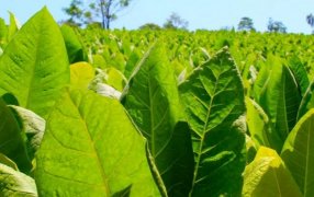 La provincia de Misiones cerró la campaña tabacalera 2024-2025 con más de 37 millones de kilos de Burley acopiados