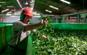 El Gobierno de Misiones renueva su apoyo al sector productivo con la prórroga de líneas de crédito estratégicas