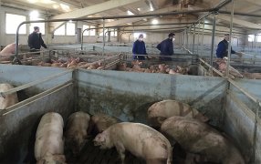 En muestras de aire se detectan virus en granjas porcinas españolas