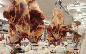 Fuerte suba de la faena bovina en Mayo, con respecto a Abril la suba fue del 8.7% y medida interanualmente, en más del 10%