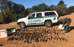 Gendarmería Nacional secuestró más de 200 piezas ícticas en Ituzaingó: Los ejemplares se encontraron en tres conservadoras que se encontraban abandonadas en cercanías a la costa del Río Paraná