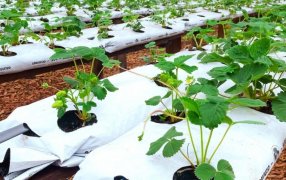 Cultivo semihidropónico, una herramienta para diversificar las chacras misioneras