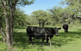 Publican la primera declaración ambiental de un bovino en pie