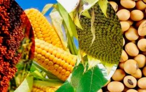 El sector agroindustrial exportó casi 33.000 millones de dólares durante el primer semestre del año