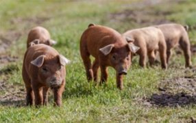 El manejo de cerdos en pastoreo tiene ventajas por todos lados
