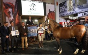 Los caballos criollos hicieron historia en La Rural: Los declararon “Marca País” y tuvieron un remate récord