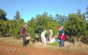 Suelo cuidado y técnicas para una buena cosecha, en la localidad misionera de Comandante Andresito