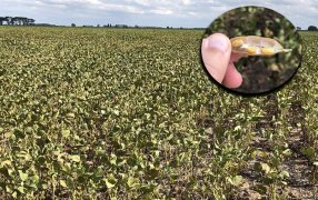 Con 21 millones de toneladas, confirman la peor campaña sojera de los últimos 20 años