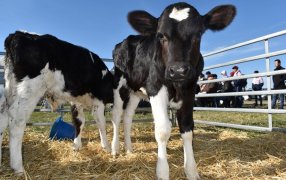 El cuidado de los terneros comienza en la panza de la madre