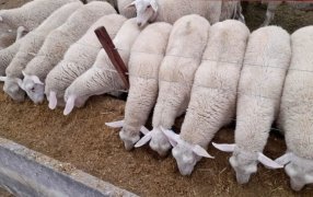 Implementan un sistema de engorde a corral para corderos en la región de Cuyo