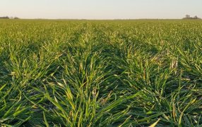 Advierten por una baja refertilización del trigo, que podría afectar la calidad de la cosecha