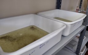 Fases finales del proyecto de Insecto Estéril por el Centro Misionero de Investigación y Control de Enfermedades Vectoriales y Zoonóticas