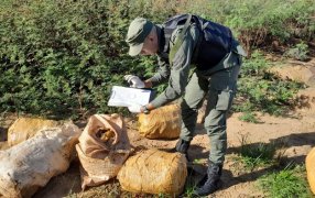 Gendarmería Nacional secuestró más de 230 kilos de marihuana: Los bultos que contenían el estupefaciente se encontraban acopiados en cercanías al límite internacional fronterizo