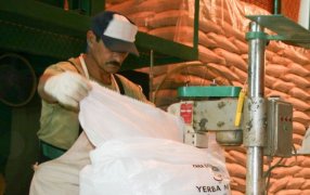 Yerba mate: Las exportaciones aumentaron un 11,4% entre Enero y Agosto