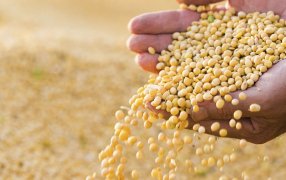 De cara a la gruesa, preocupa el poder germinativo de la semilla de soja
