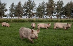 Porcicultura: Con sanidad, higiene y bioseguridad se mejora un montón