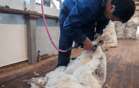 La lana se puso el traje exportador y logró un importante crecimiento para la producción ovina