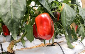 Impulsan la Diversificación Productiva en Misiones