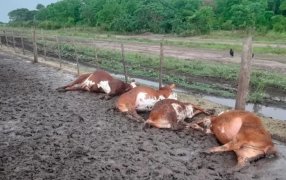 Formosa: Un rayo fulminó a 65 terneros dentro de un corral, los animales pesaban unos 200 kilos cada uno y tenían distintos pelajes