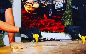 Jóvenes tiraban piedras al nido: Resguardaron a dos aves protegidas en peligro de extinción, son dos pichones de Tucán Toco