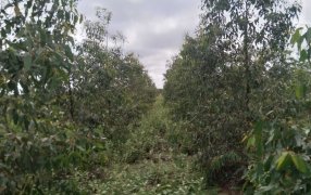 En Santiago de Estero, los eucaliptos y la caña de azúcar agregan valor y cuidan el ambiente