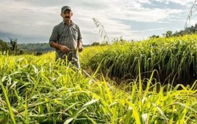 Misiones: La cuenca de esencias del Municipio de El Soberbio ya cuenta con más de trescientos productores