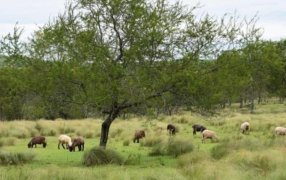 Martes en Misiones: Mejora y se estabiliza el tiempo a medida que avanza una masa de aire seco y frío en la región
