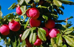 Presentan una nueva variedad de ciruelo de alta calidad