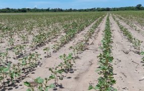 Por la sequía, una provincia de peso en la producción de soja perdió más de un millón de hectáreas