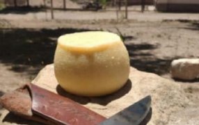CONAL evalúa incluir el queso de campo de cabra en el Código Alimentario