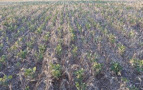“Nadie se explica cómo en tres meses sucedió esto: puede haber productores que no cosechen nada”