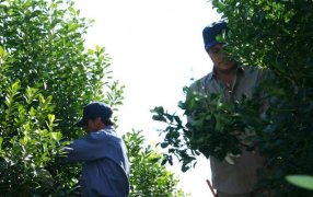 Programa Intercosecha: Desde este jueves se abonará la tercera cuota
