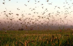 Alertan por el desplazamiento de mangas de langostas