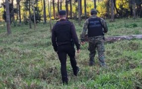 Misiones: Robó plantas de palmitos de una Reserva Provincial de la localidad de Comandante Andresito y terminó tras las rejas