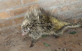 Apóstoles: La Policía Provincial rescató y puso a resguardo a un animal silvestre conocido como "puercospín", que era atacado por una jauría de perros