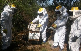Las abejas también sufren el calor: Claves para evitar pérdidas productivas
