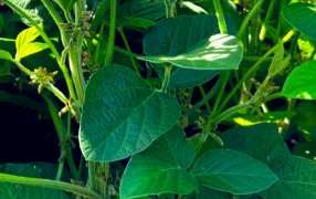 Las últimas lluvias trajeron alivio a la soja y se mantienen las proyecciones de producción en casi 50 millones de toneladas