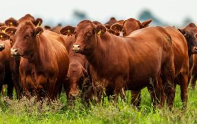 Por la devaluación, el novillo argentino pasó a ser uno de los más caros del mundo