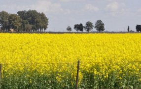 El INTA se une a la industria agroexportadora para potenciar el cultivo de colza