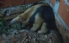 Misiones: Policías de la localidad de Concepción de la Sierra rescataron a un oso hormiguero, el cual estaba siendo atacado por varios perros