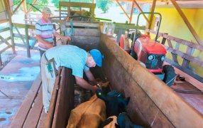 Misiones: Refuerzan la estrategia de sanidad animal para 2025 con un enfoque integral