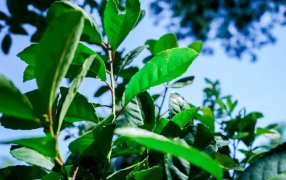 Jornadas Tecnológicas de la Yerba Mate en Apóstoles, promueven la producción orgánica para una yerba mate más rentable y sostenible